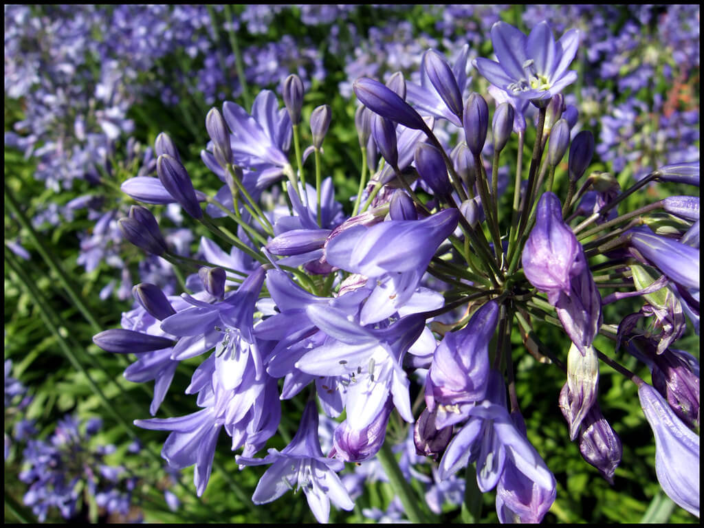 Agapanthus, African Lily, Lily of the Nile