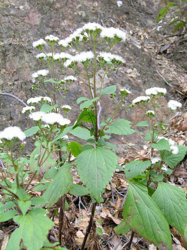 Crofton Weed, Catweed, Hemp Agrimony, Mexican Devil, Sticky Agrimony, Sticky Eupatorium