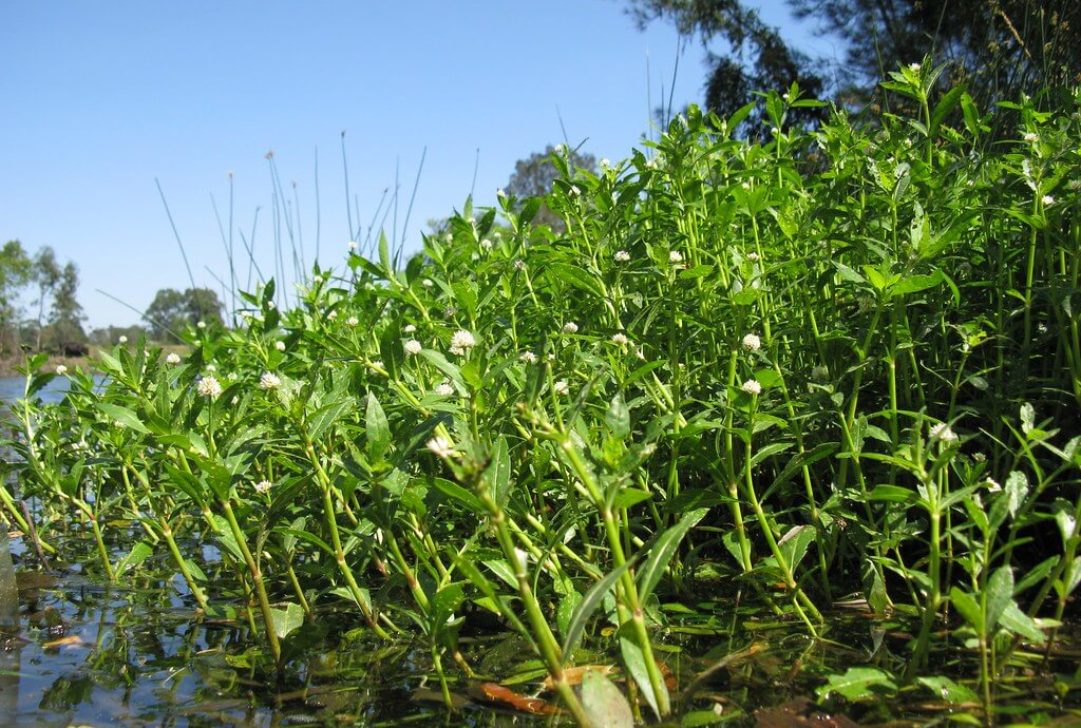 Alternanthera philoxeroides habit NC5 by Macleay Grass Man is licensed under-CC BY-2.0
