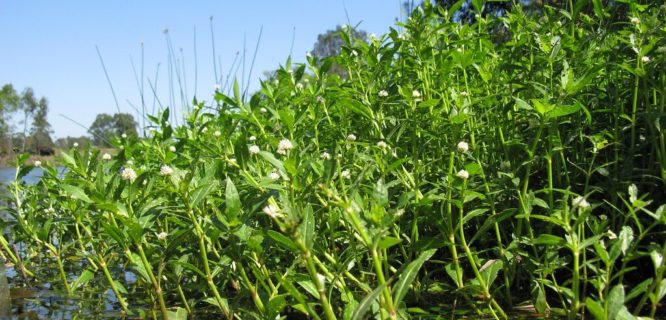 Alternanthera philoxeroides habit NC5 by Macleay Grass Man is licensed under-CC BY-2.0