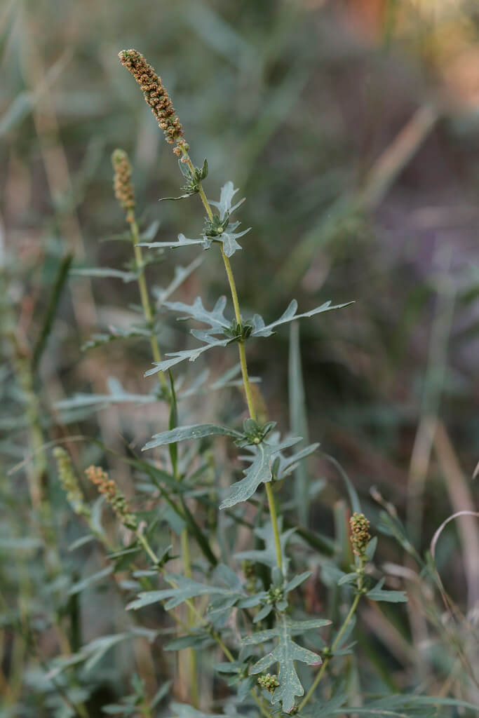 Perennial Ragweed, Dunbible Weed, Ragweed, Roman Wormwood, Western Ragweed, Herbe Solferino