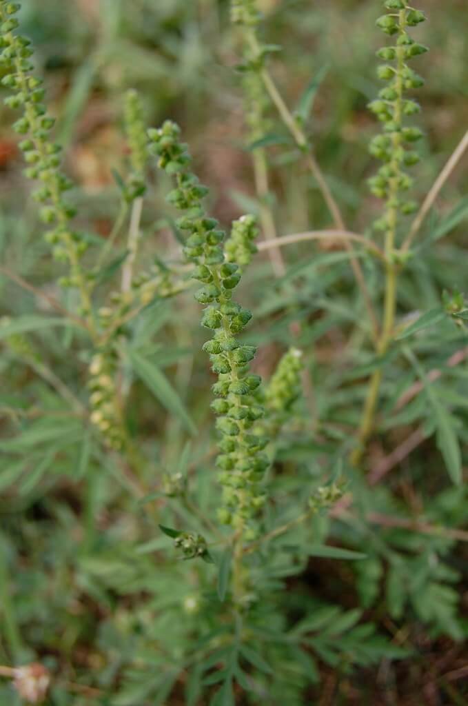 Lacy Ragweed, Burr Ragweed, Lacy Ambrosia, Narrow-Leaf Ragweed