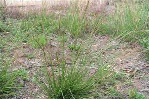 Smutgrass, American Rat’s Tail Grass
