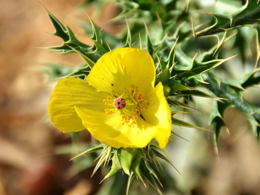 Mexican Poppy