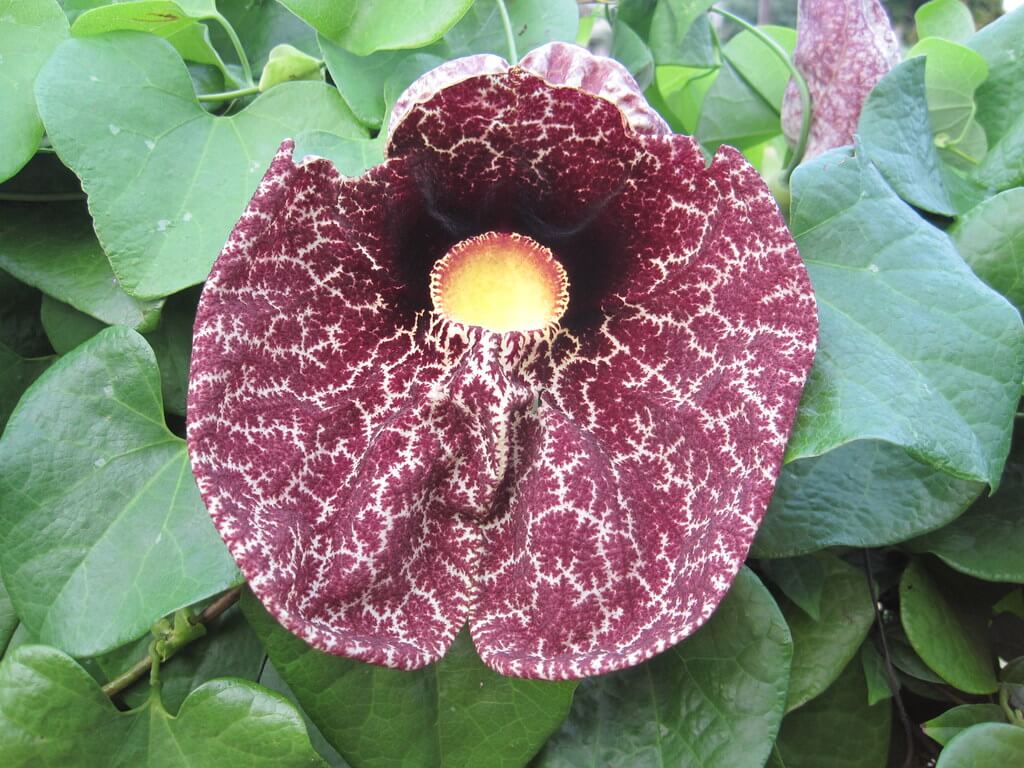 Aristolochia, Dutchman’s Pipe, Birthwort, Calico Flower, Pelican Flower
