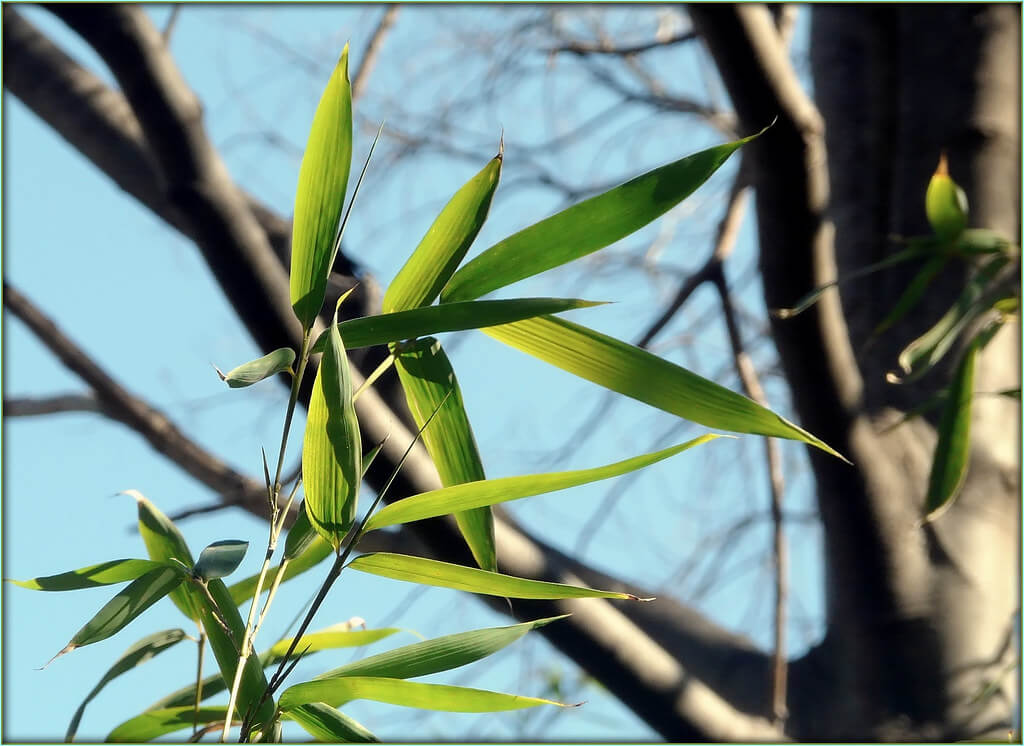 Arundinaria Reed, Simon’s Bamboo