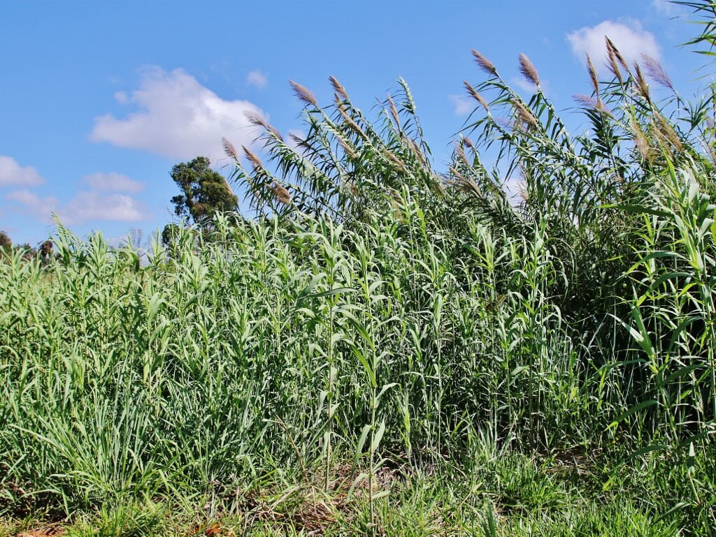 Giant Reed, Elephant Grass, Danubian Reed, Spanish Reed, Bamboo Reed, False Bamboo, Arundo, Wild Cane