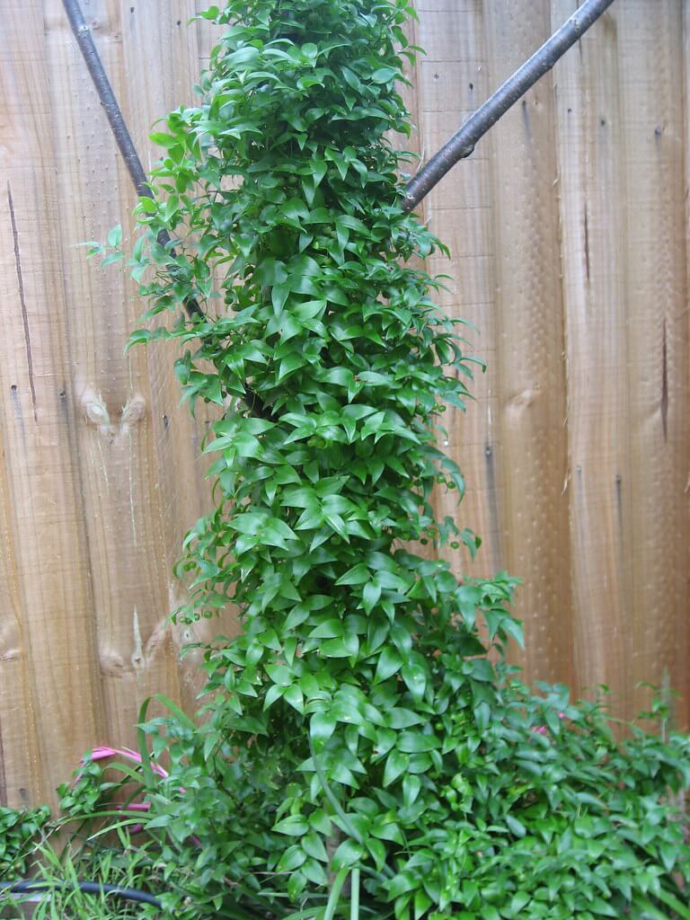 Bridal Creeper, Bridal Veil Creeper, Smilax, Florist’s Smilax, Smilax Asparagus