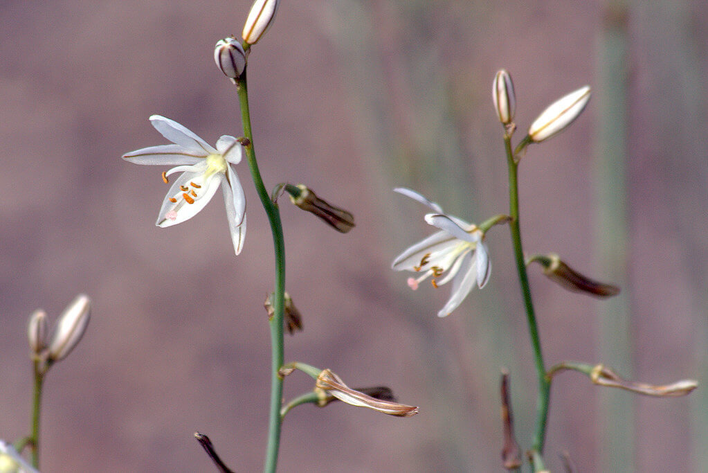 Onion Weed, Asphodel, Hollow-stemmed Asphodel, Wild Onion