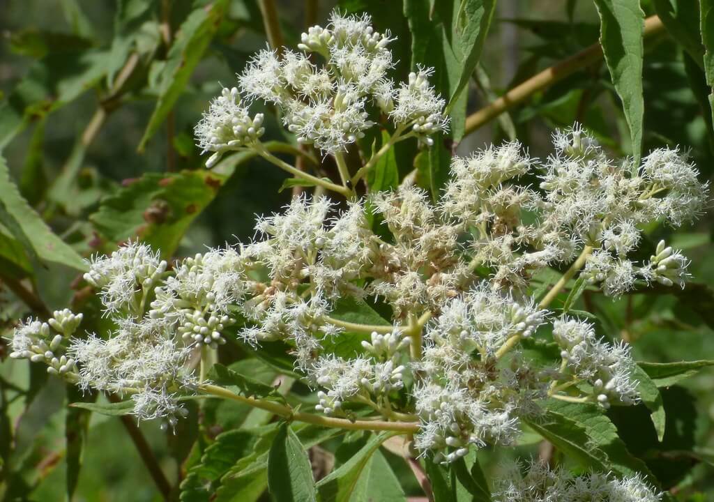 Austroeupatorium, Whiteweed