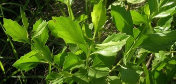 Groundsel Bush, Consumption Weed, Groundsel, Groundsel Baccharis, Groundsel Tree