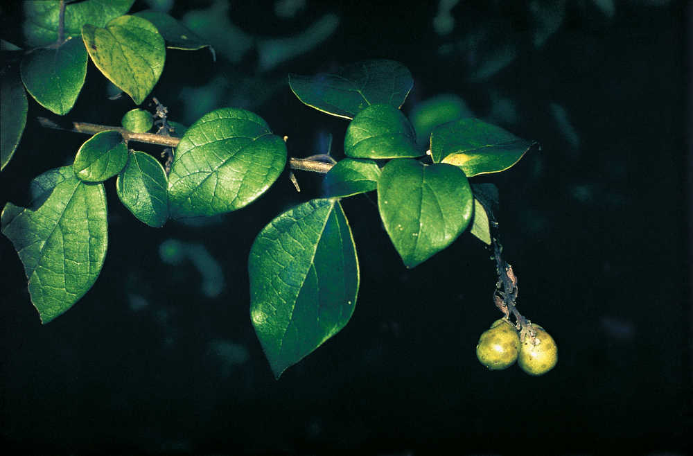 Common Bulang, Badhara Bush, Asiatic Beechberry, Oval-leafed Gmelina