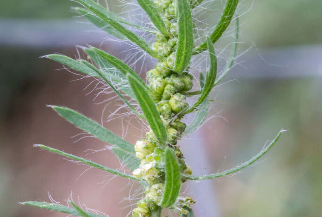 Kochia by Sauntering Photographer is licensed under CC BY-ND-2.0