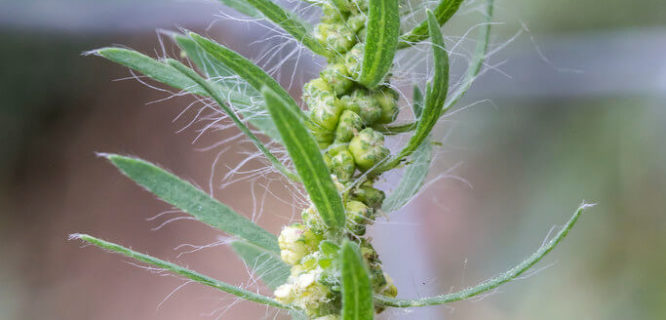 Kochia by Sauntering Photographer is licensed under CC BY-ND-2.0