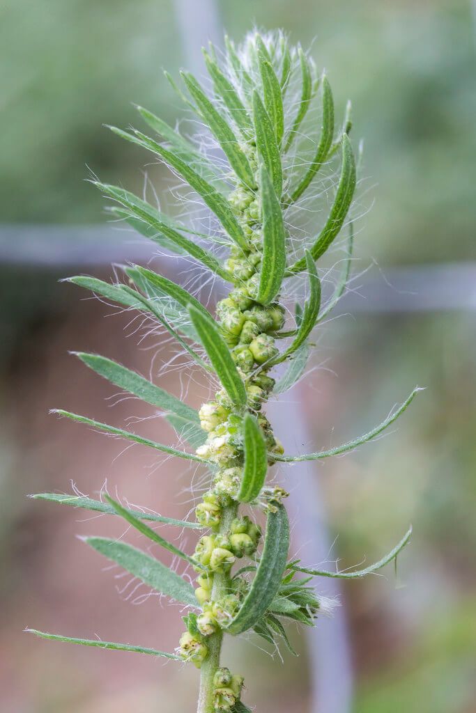 Kochia, Tumbleweed, Mexican Fireweed, Fireweed, Mexican Firebush, Firebush, Common Kochia, Belvedere, Red Belvedere, Belvedere Cypress, Mock Cypress, Broom-cypress