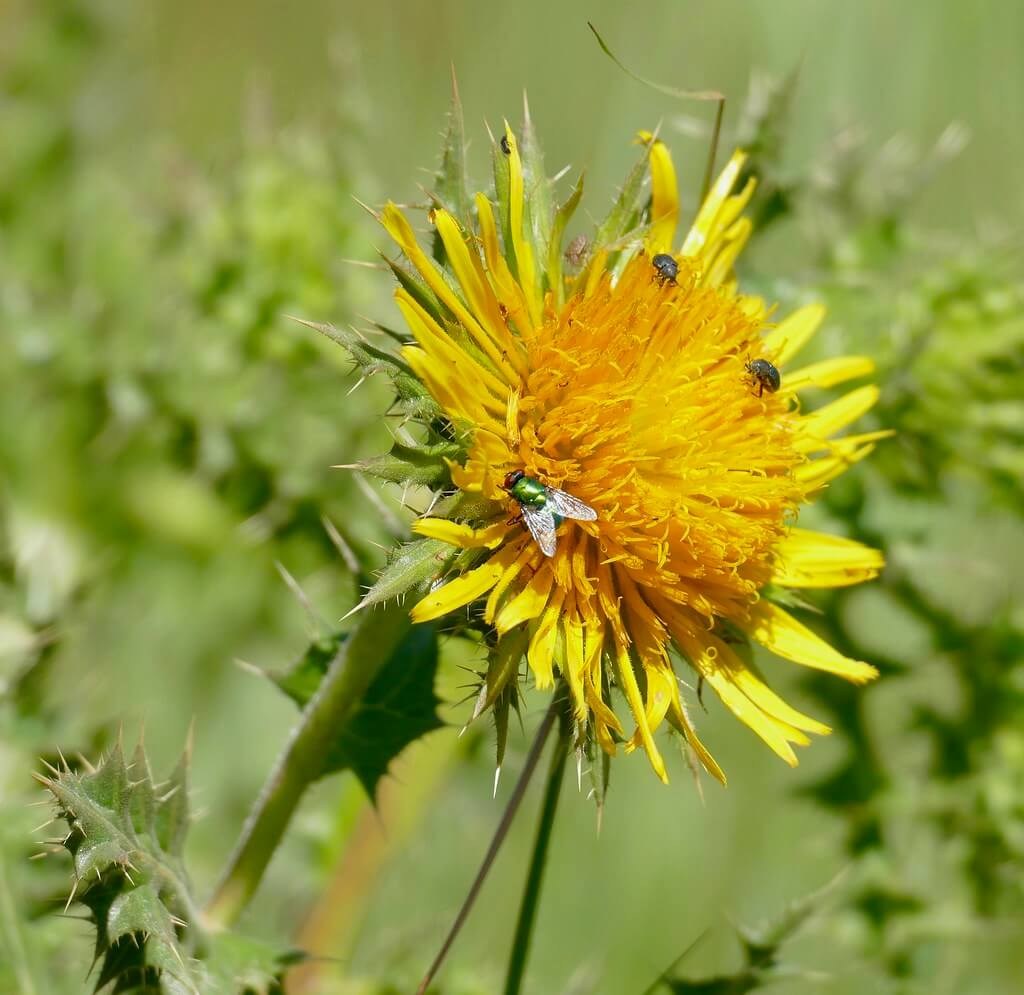 African Thistle, Augusta Thistle, Berkheya, Berkherya Thistle, Hamelin Thislte
