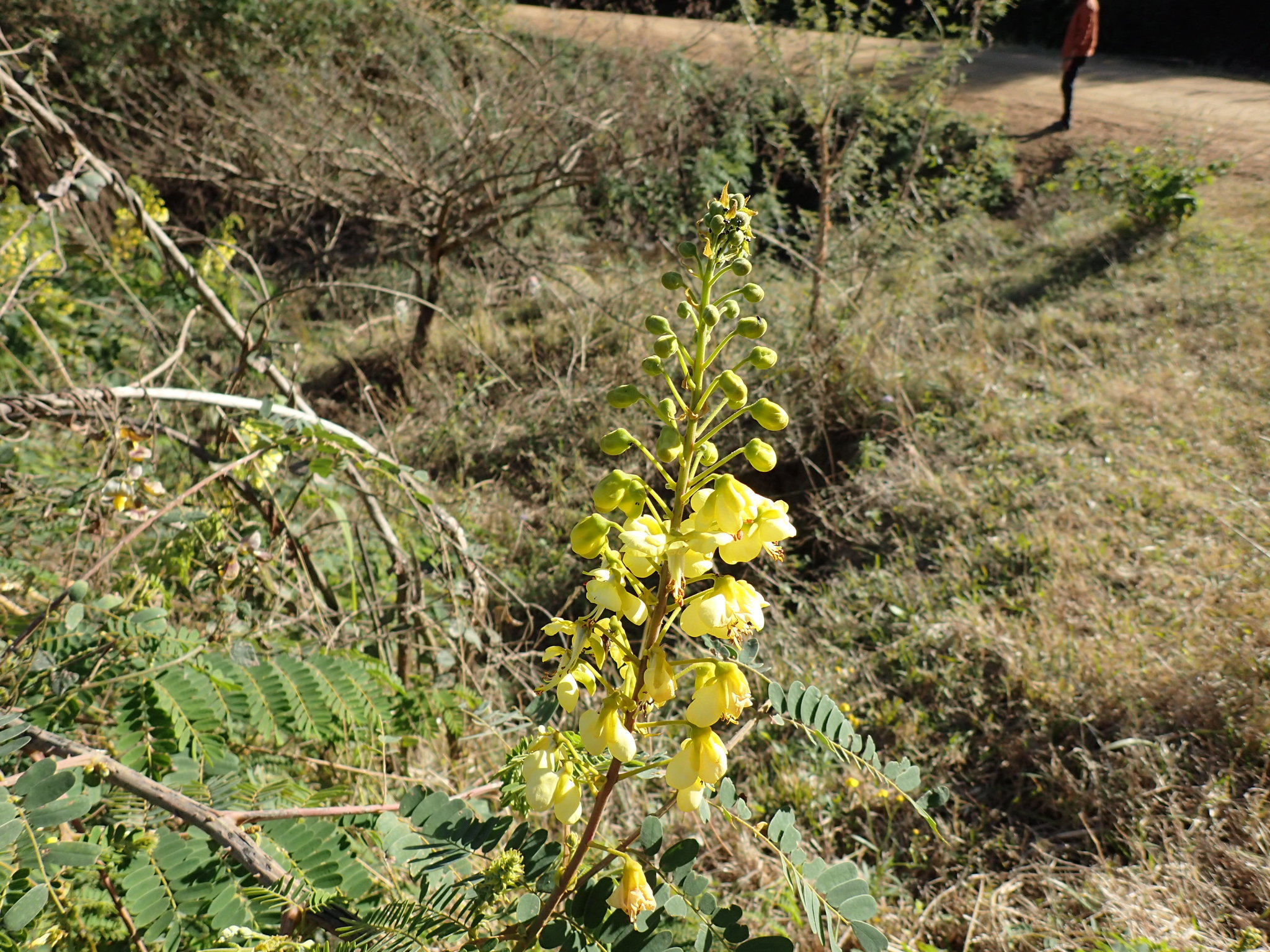 Mysore Thorn, Wait-A-While, Woody Wait-A-While, Thorny Poinciana, Cat’s Claw, Mauritius Thorn, Wait-A-Bit, Whoa-back, Shoofly, Tiger Stopper