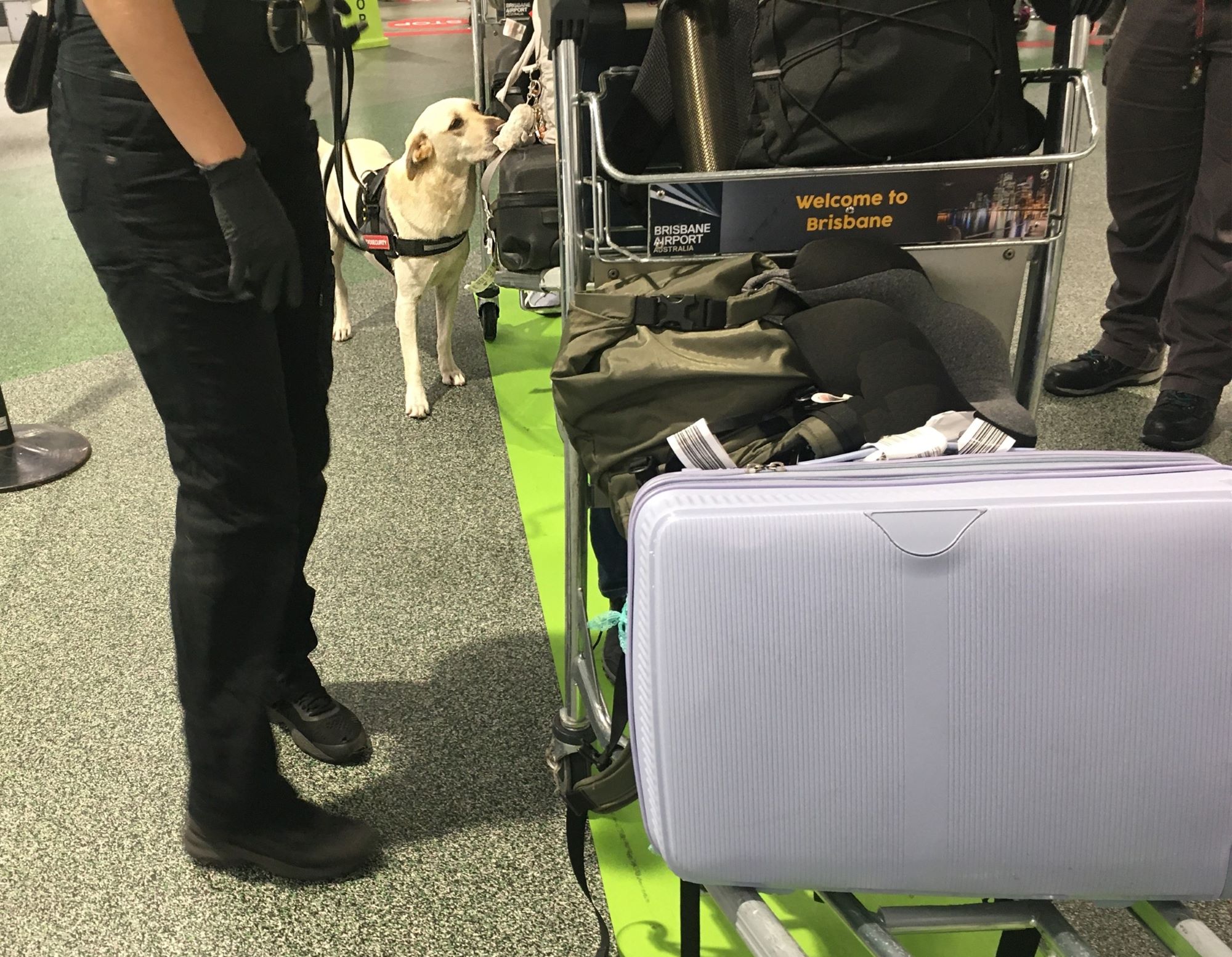 Preventing the entry of new weeds into Australia