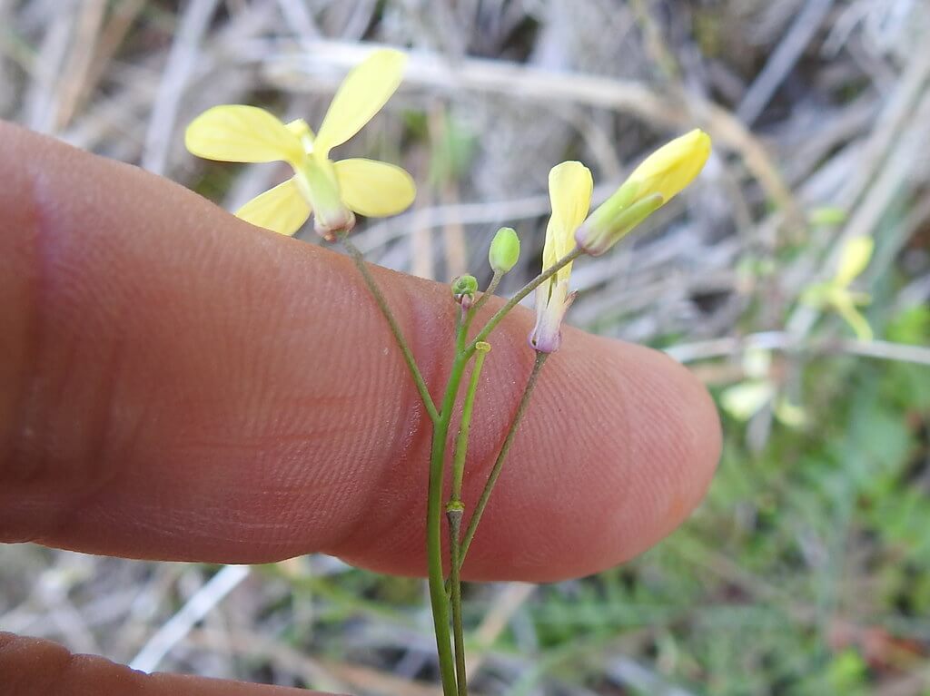Smooth-stem Turnip, Smooth-stemmed Turnip