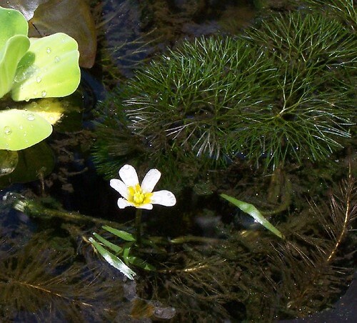 Cabomba, Fanwort, Carolina Watershield, Fish Grass, Washington Grass, Watershield, Carolina Fanwort, Common Cabomba