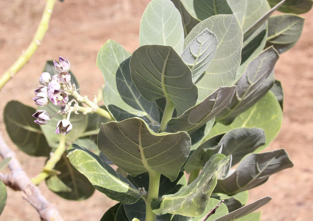 Calotrope, Rubber Bush, Calotropis, Rubber Plant, Cabbage Tree, Kapok Tree, Giant Milkweed, Indian Milkweed, King Edward’s Crown, Small Crown Flower