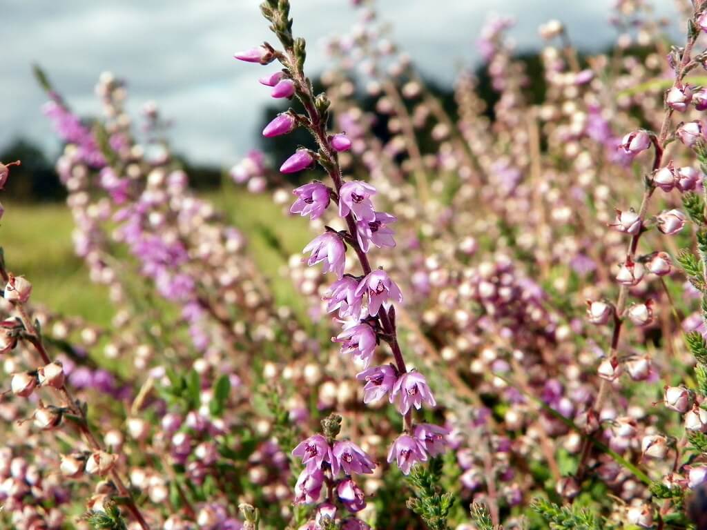 Heather, Ling, Scots Heather, Scotch Heather, Red-heath, Biercol