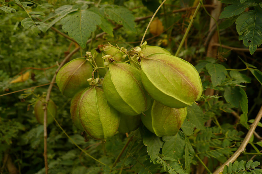 Heart-seed Vine, Balloon Vine.