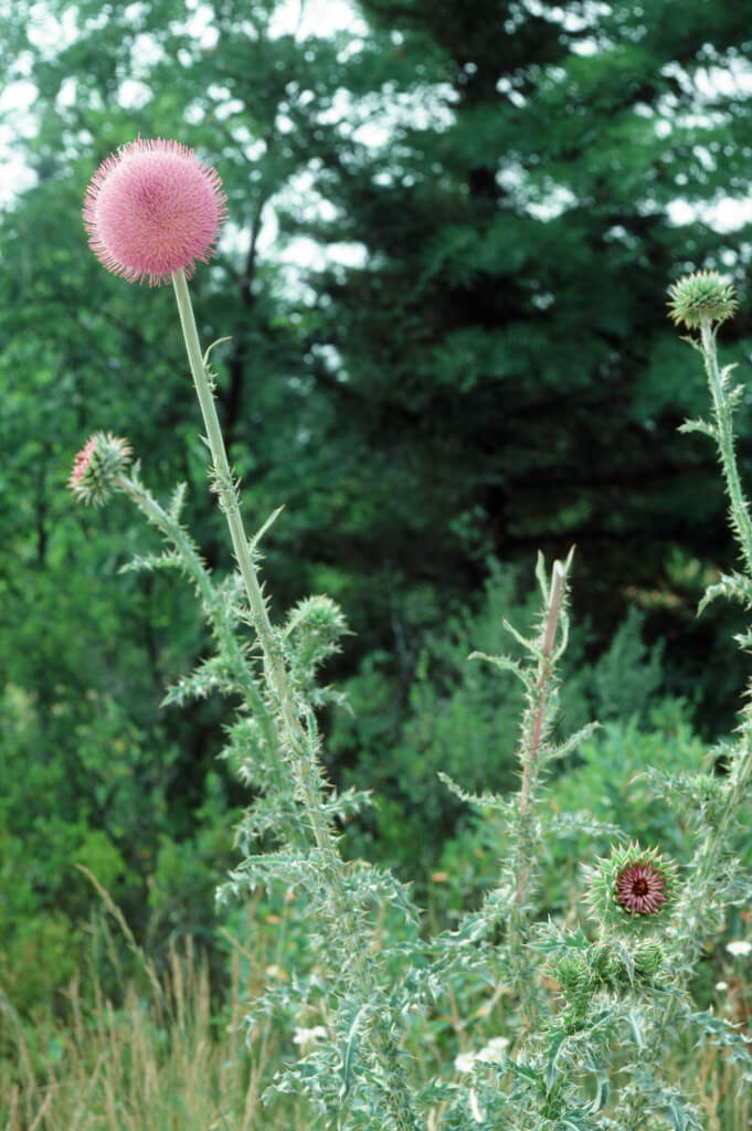 Nodding Thistle, Musk Thistle