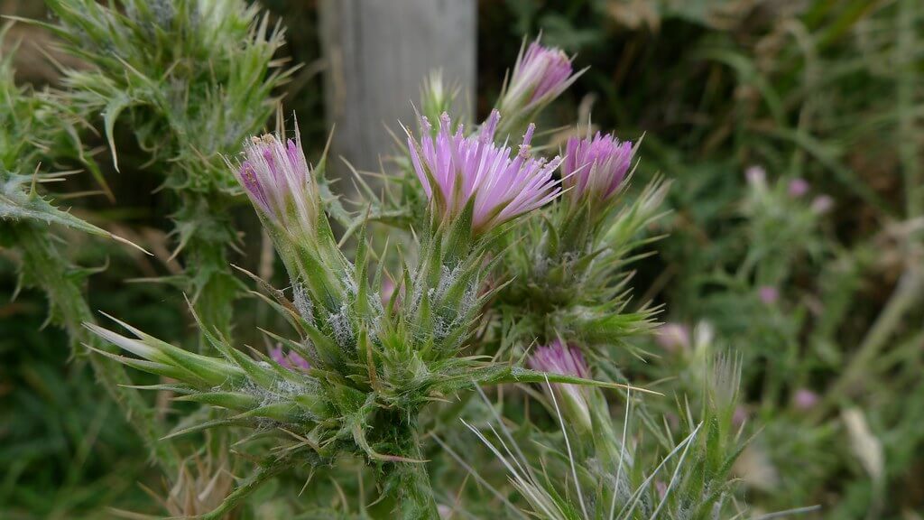 Slender Thistle, Winged Slender-thistle, Slender Winged Thistle, Shore Thistle, Winged Thistle, Italian Thistle, Rabbit Thistle, Sheep Thistle
