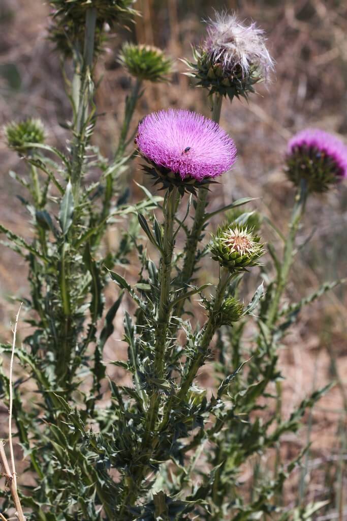 Nodding Thistle, Musk Thistle
