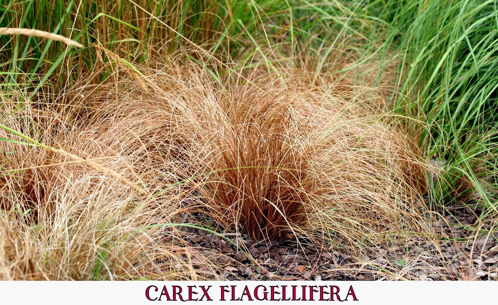 New Zealand Sedge, Weeping Brown New Zealand Sedge, Orange Coloured Sedge, Brown Tussock, Bronze Hair Sedge