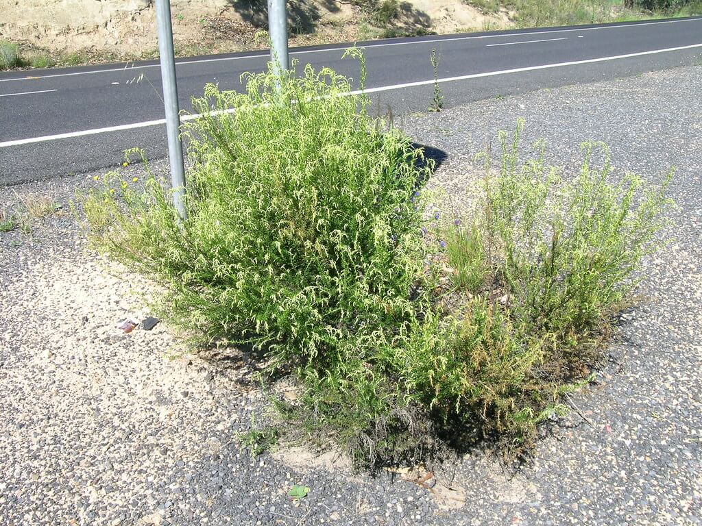 Chinese Shrub, Sifton Bush, Chinese Scrub, Chinese-scrub, Drooping Cassinia, Chinese Tea-scrub, Biddy Bush, Sifting Bush, Tear Shrub, Australian Tauhinu