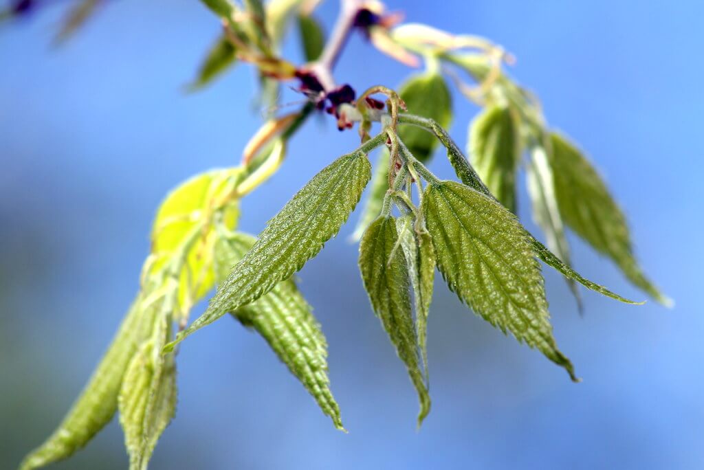 Nettle Tree, Southern Nettle Tree, European Hackberry, Lote-tree, European Nettletree, Honey-Berry, Sugar Berry