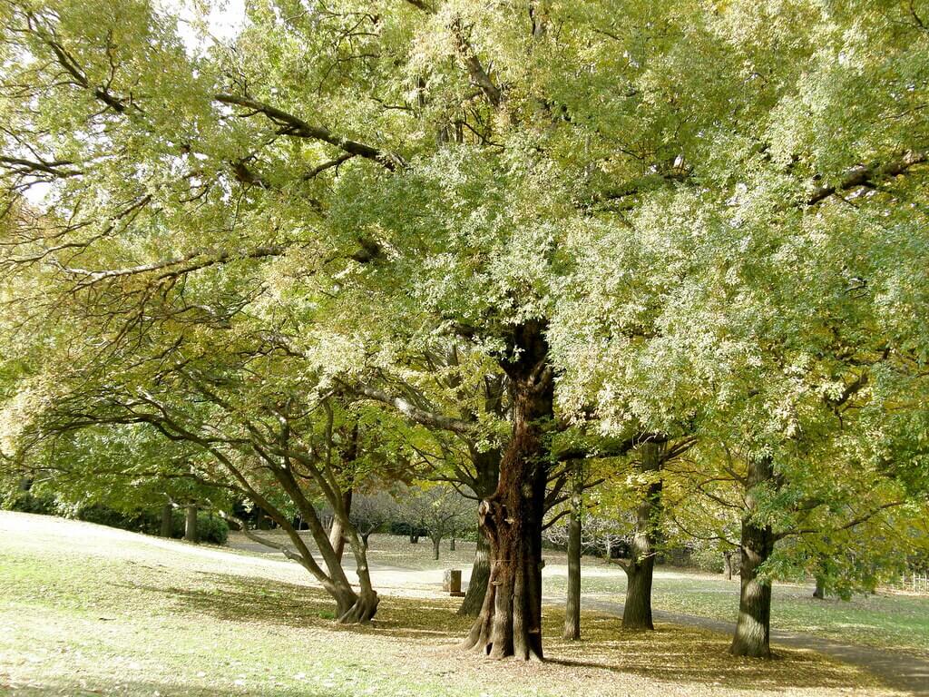 Chinese Celtis, Celtis, Chinese Elm, Hackberry, Japanese Hackberry