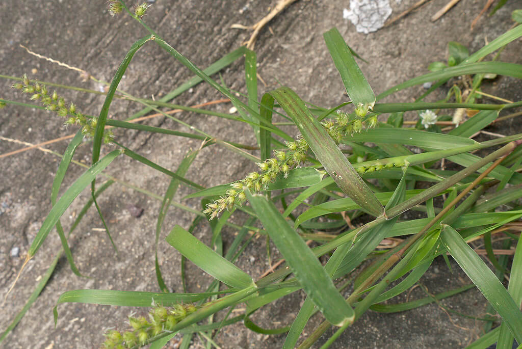 Mossman River Grass, Mossman Burr Grass, Mossman Burrgrass, Southern Sandbur, Field Sandbur, Sandbur, Sand-Bur