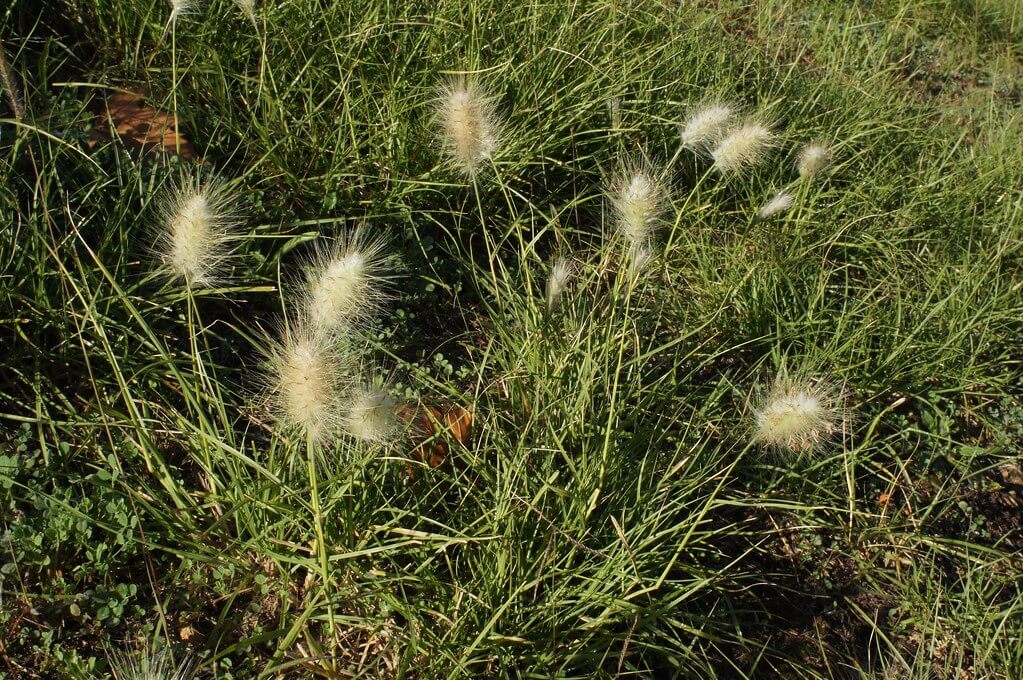 Feathertop, Long-style Feather-grass, Feather Grass, White Foxtail Feather Grass, Purple Squirreltail Grass, White Foxtail