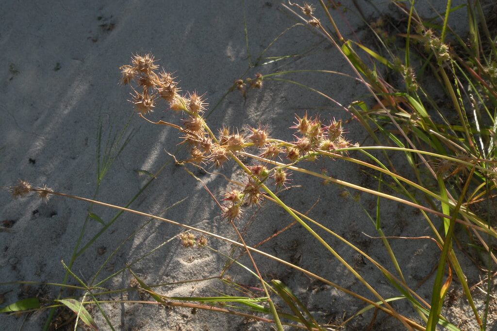 Spiny Burr Grass, Burgrass, American Burr Grass, Innocent Weed, Innocent-Weed, Gentle Annie, Mat Sandbur, Coast Sandbur, Sand Burr, Sandbur, Sandspur, Longspine Sandbur, Field Sandbur, Field Bur, Hedgehog Grass, Bear Grass, Bohena Beauty