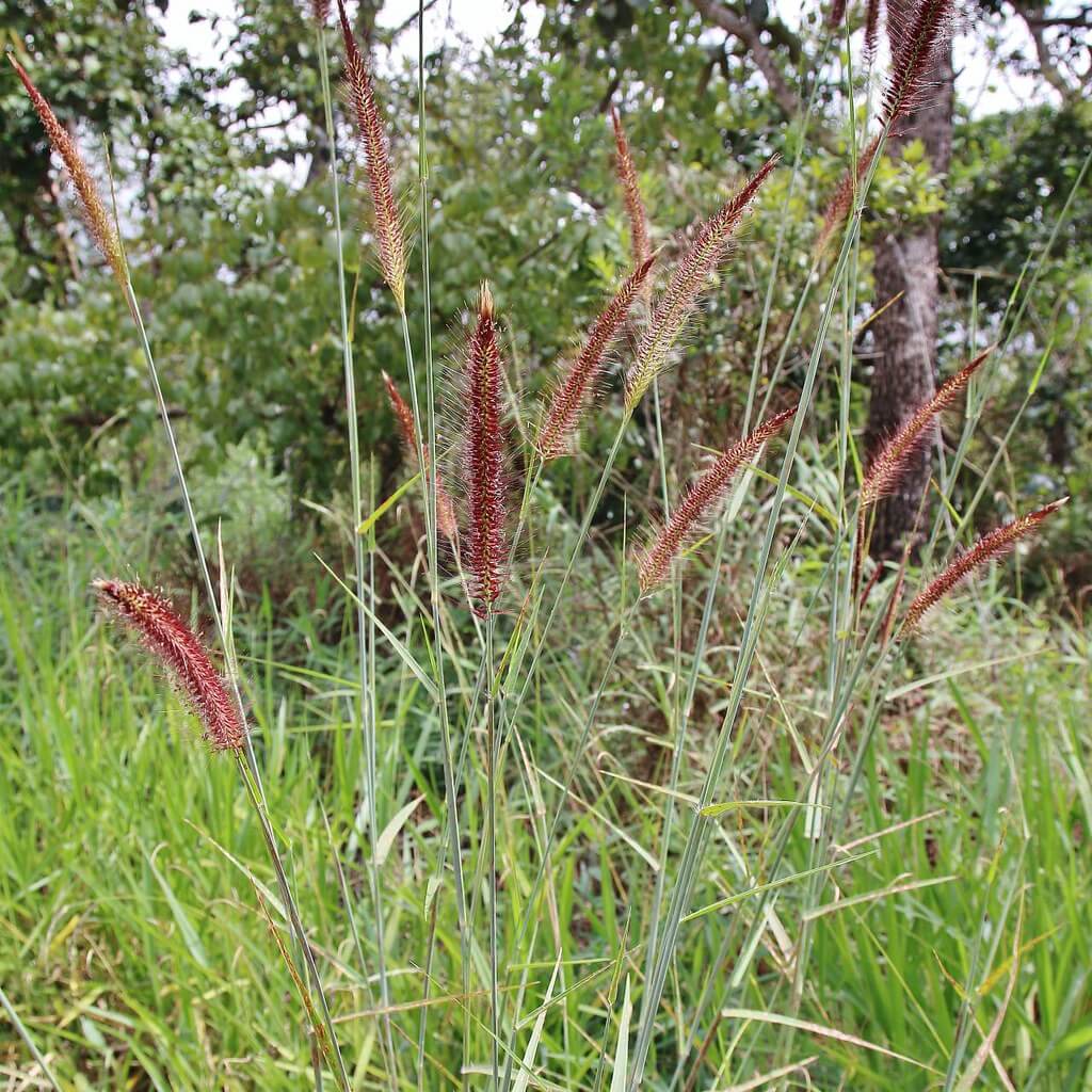 Mission Grass, Perennial Mission Grass, Missiongrass, Feathery Pennisetum, Feather Pennisetum, Thin Napier Grass, West Indian Pennisetum, Blue Buffel Grass