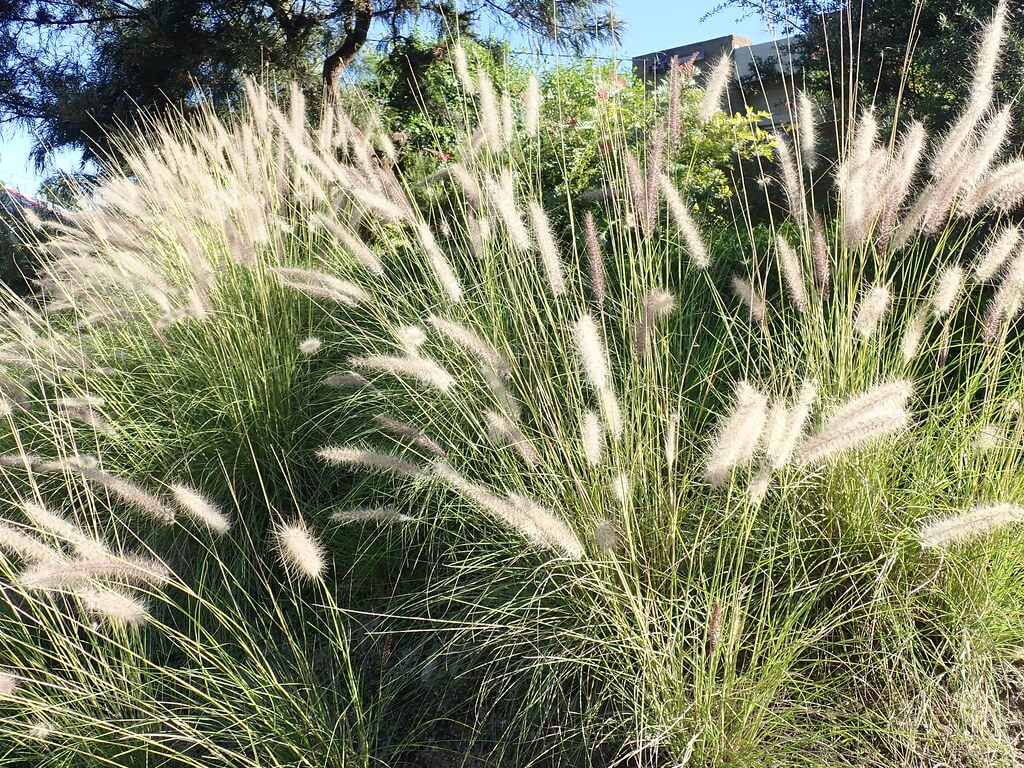 Fountain Grass, African Fountain Grass, Tender Fountain Grass