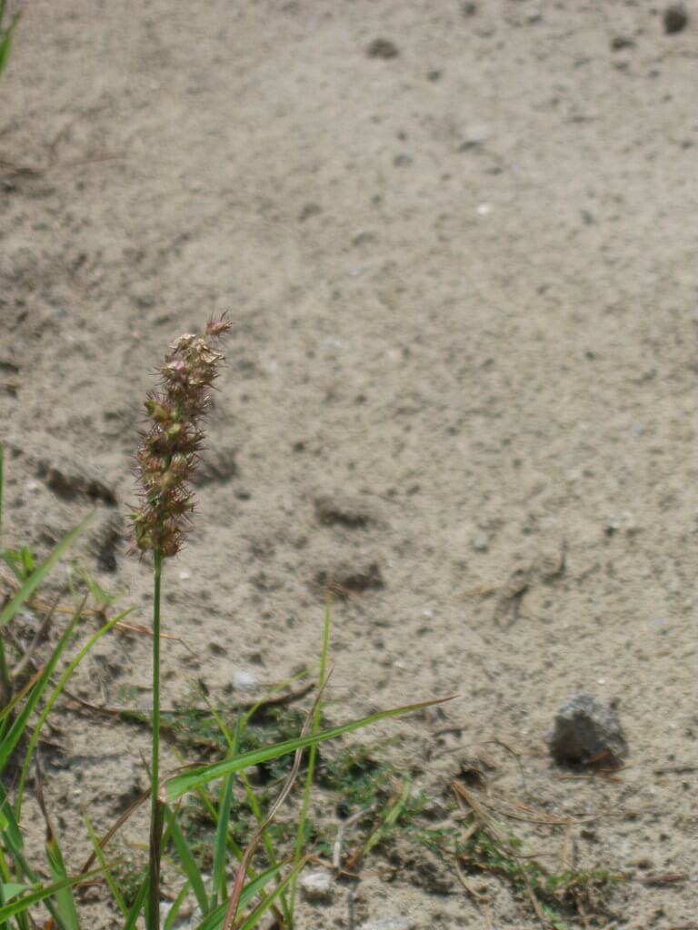 Spiny Burr-Grass, Spiny Burr Grass, Burgrass, American Burr Grass, Innocent Weed, Innocent-Weed, Gentle Annie, Mat Sandbur, Coast Sandbur, Sand Burr, Sandbur, Sandspur, Longspine Sandbur, Field Sandbur, Field Bur, Hedgehog Grass, Bayonet Grass, Field Burr
