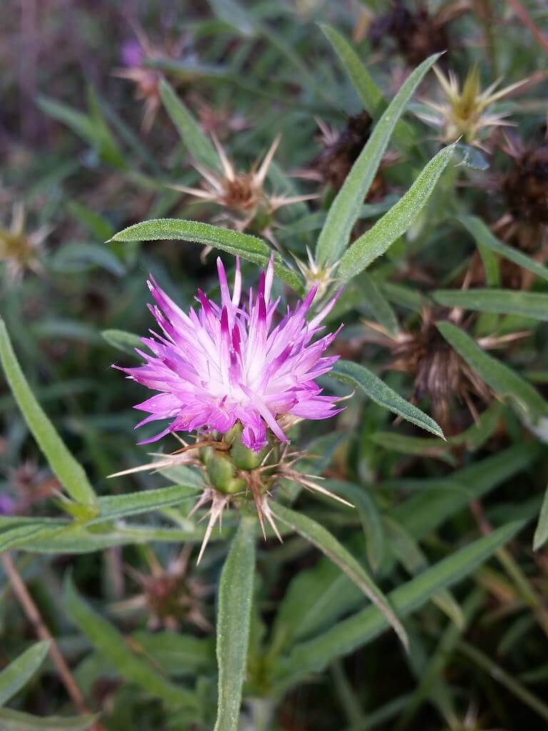 Star Thistle, Purple Star Thistle, Purple Star-thistle, Purple Starthistle, Red Star Thistle, Red Star-thistle, Red Starthistle, Uncommon Star-thistle, Two-star Thistle, Augusta Thistle,