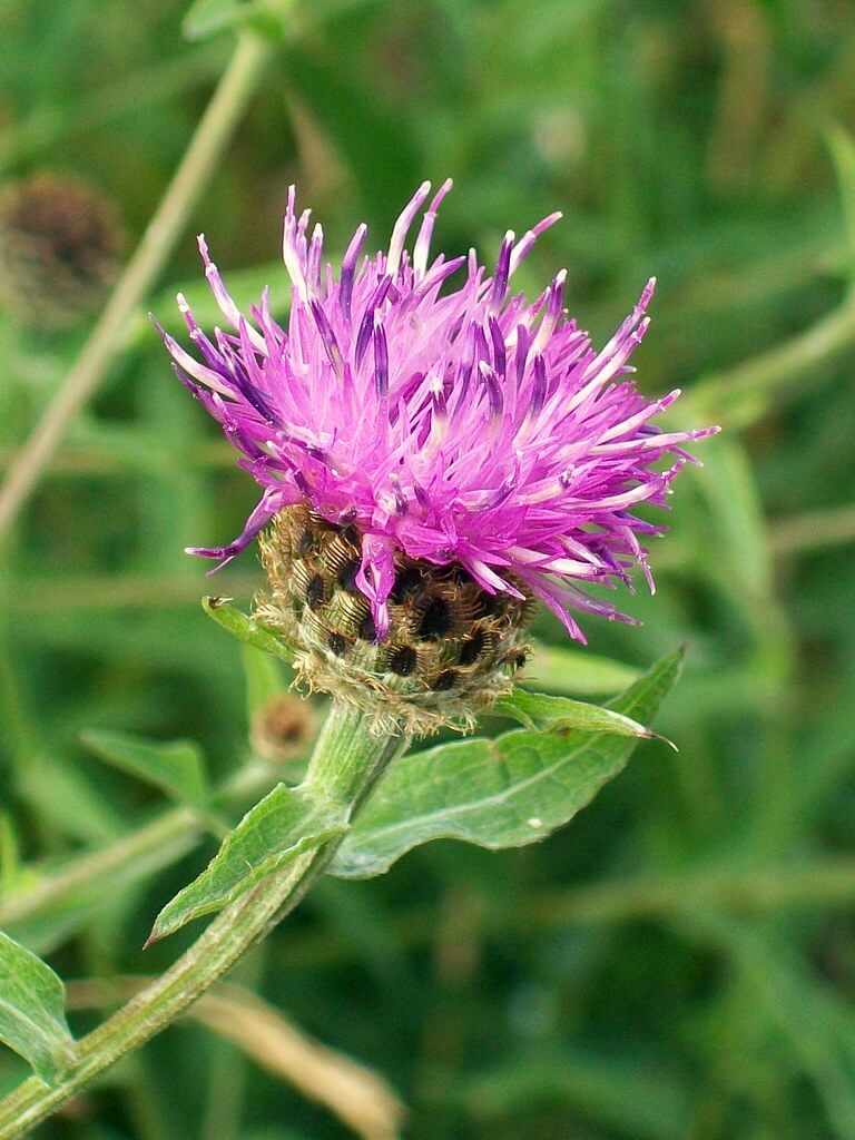 Black Knapweed, Common Knapweed, Knapweed, Lesser Knapweed, Spanish Buttons, Horse-knops