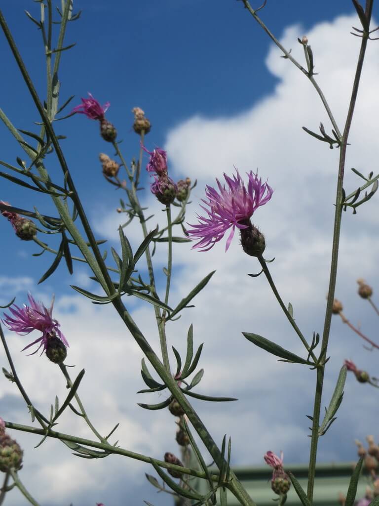 Spotted Knapweed, Spotted Starthistle, Star Thistle