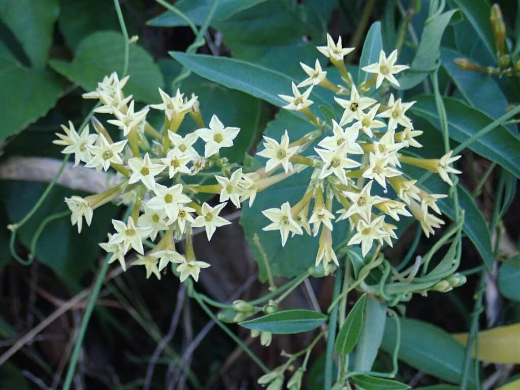 Green Poisonberry, Green Cestrum, Chilean Cestrum, Black Nightshade, Chilean Cestrum, Willow Leaved Jessamine