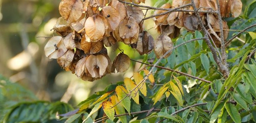 Chinese Rain Tree, Chinese Flame Tree, Flamegold, Golden Rain Tree, Flame Golden Rain Tree