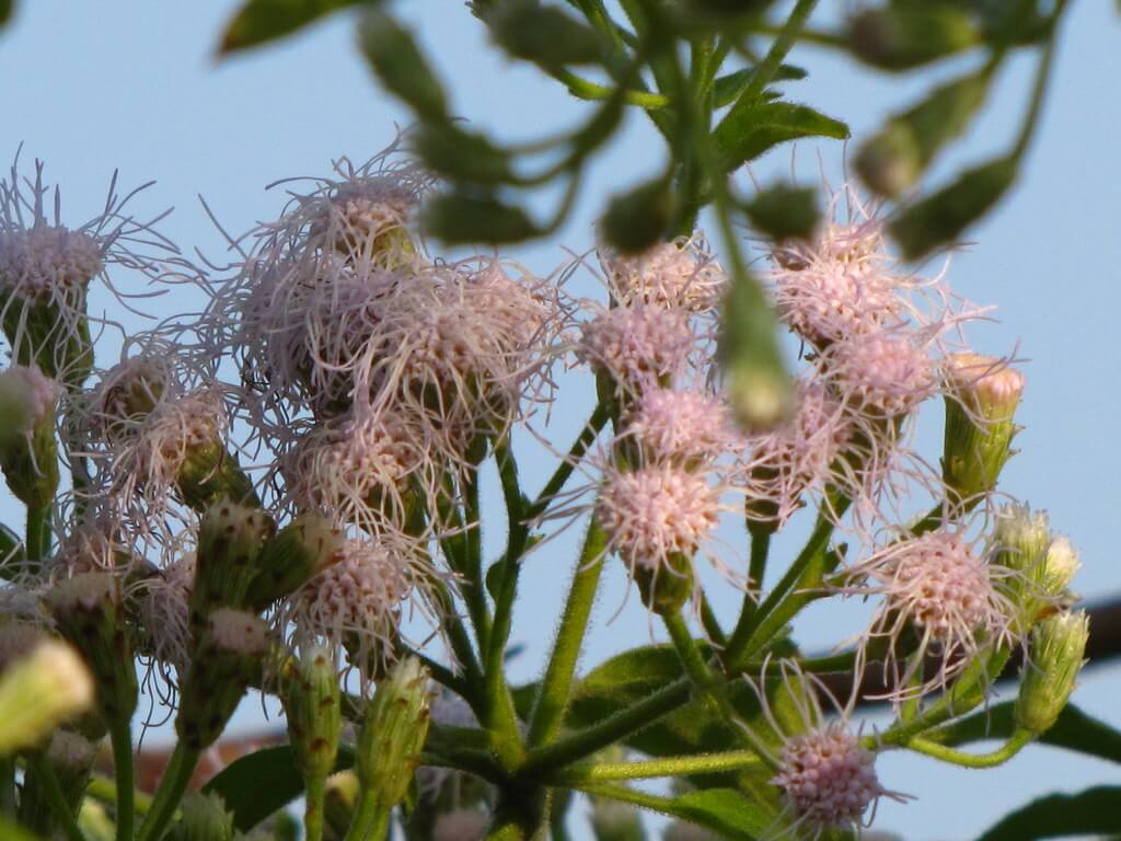 Siam Weed, Chromolaena, Eupatorium, Bitter Bush, Christmas Bush, Devil Weed, Hagonoy, Jack in the Bush, Triffid Weed, Turpentine Weed, Armstrong’s Weed, King Weed, Paraffin Weed, Paraffin Bush, Baby Tea, Agonoi, Siam-kraut