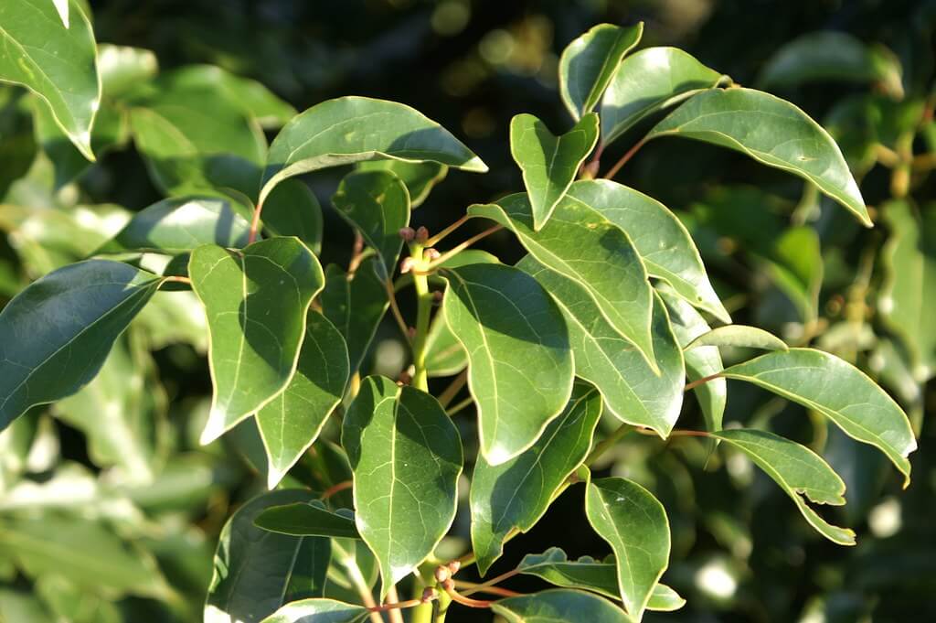 Camphor Laurel, Camphor Tree, Gum Camphor, True Camphor, Japanese Camphor, Formosa Camphor, Shiu Leaf