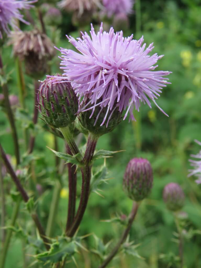 Perennial Thistle, Californian Thistle, Canada Thistle, Creeping Thistle, Perennial Creeping Thistle
