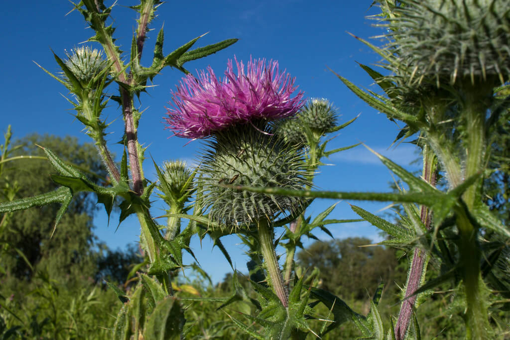 Spear Thistle, Black Thistle, Scotch Thistle