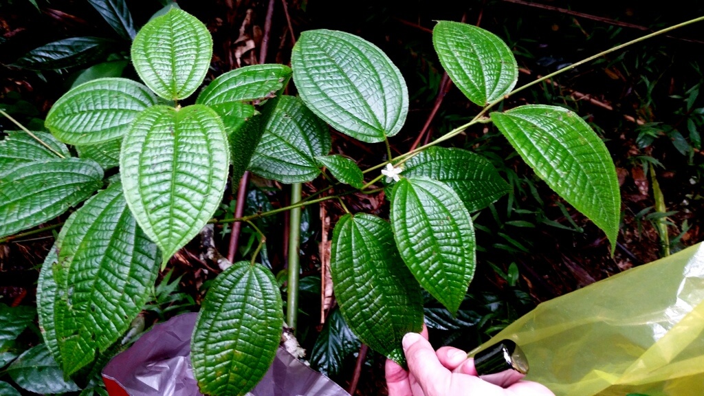 Koster’s Curse, Soap Bush, Soapbush, Hairy Clidemia